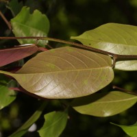 Doona cordifolia Thwaites